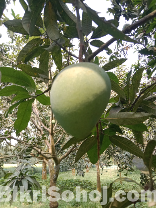 হাঁড়ি ভাংগা আম